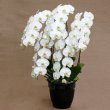 愛知県津島市鈴木生花店の花　５本立ち白胡蝶蘭
