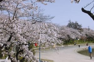 天王川公園の桜情報　２０１３年３月３０日|「鈴木生花店」　（愛知県津島市の花屋）のブログ