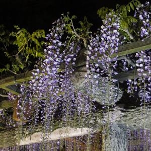 天王川公園の藤の花情報　２０１３年４月２５日|「鈴木生花店」　（愛知県津島市の花屋）のブログ